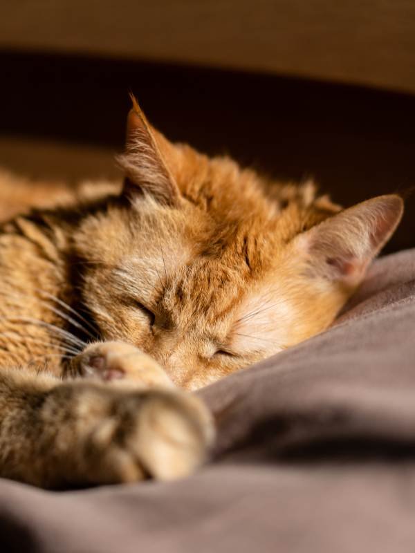 Cat Sitting Surrey A sleepy orange tabby cat lounging on a bed.
