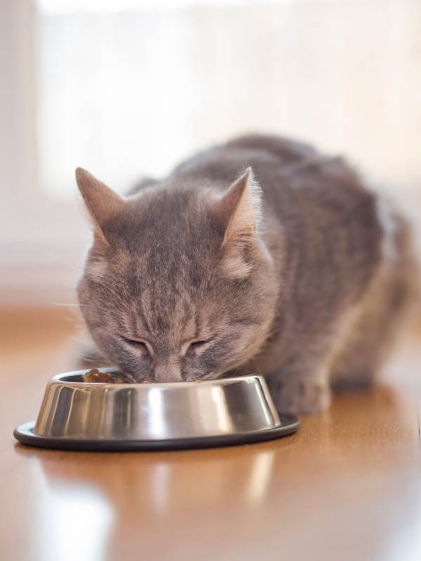 Cat Sitting Surrey A cat sits eating from silver bowl in Surrey.