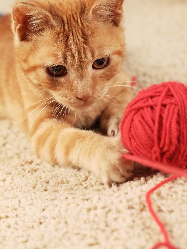 Cat Sitting Surrey An orange tabby cat playing with a red ball of yarn in Surrey, for pet sitting.
