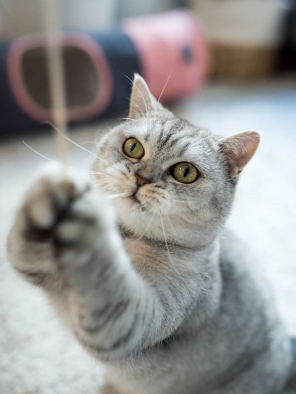 Cat Sitting Surrey A pet sitter in Surrey watching a playful grey cat.