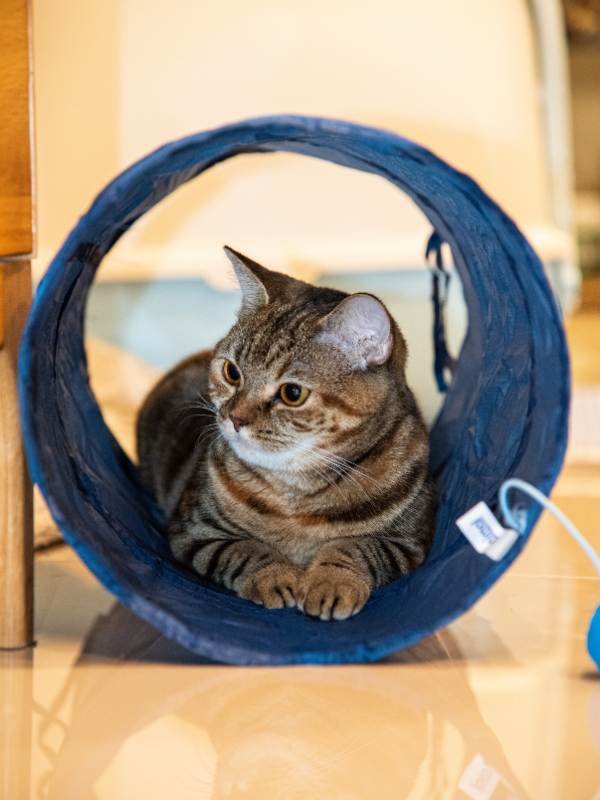 Cat Sitting Surrey A tabby cat sitting inside a blue tunnel, in need of cat care Surrey.