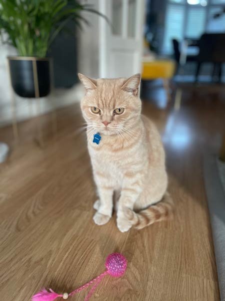 Cat Sitting Surrey A cat sitting on the floor next to a pink toy in Surrey.