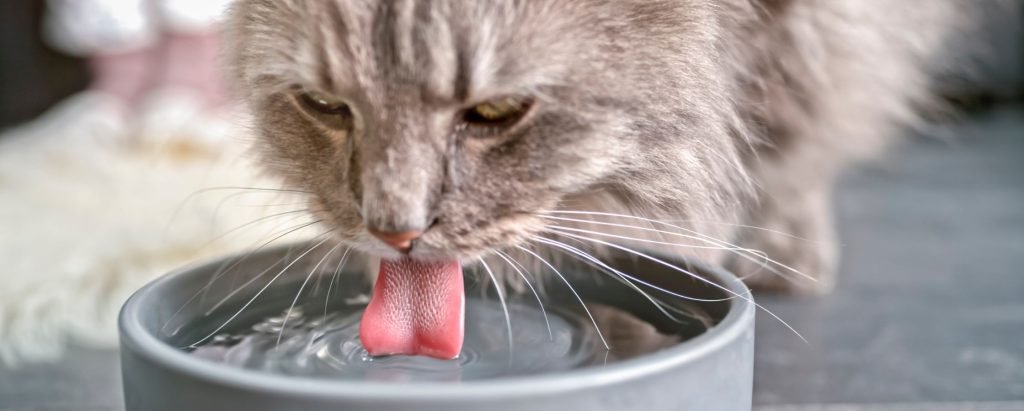 Cat Sitting Surrey A cat sitting in Surrey drinking water from a bowl.