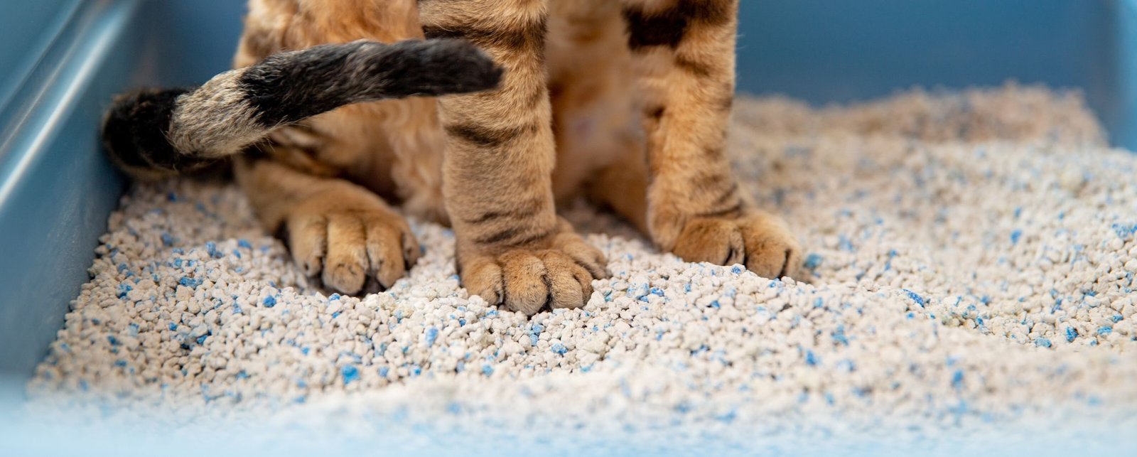 Cat Sitting Surrey A cat sitter is sitting in a blue litter box.