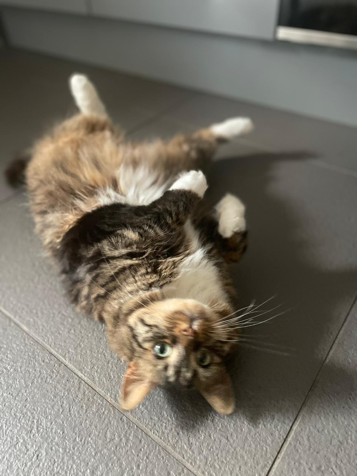 Cat Sitting Surrey A cat lounging on its back on a tiled floor, receiving attentive cat care in Surrey.