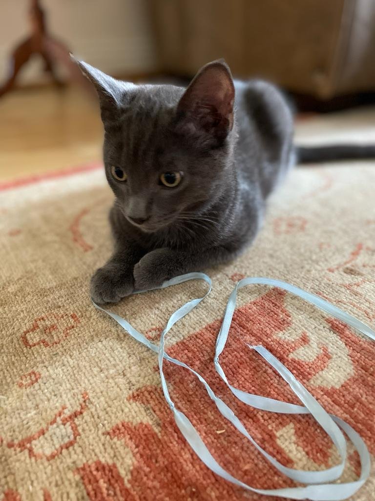 Cat Sitting Surrey A kitten laying on a rug with a blue ribbon in Surrey.