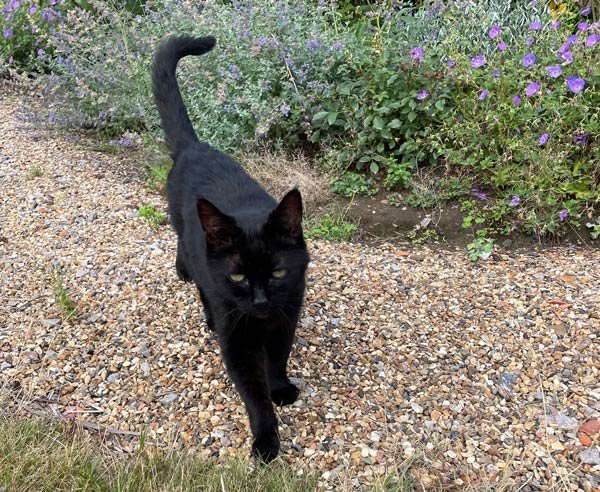 Cat Sitting Surrey A cat walking down a gravel path in a garden, needing cat care in Surrey.