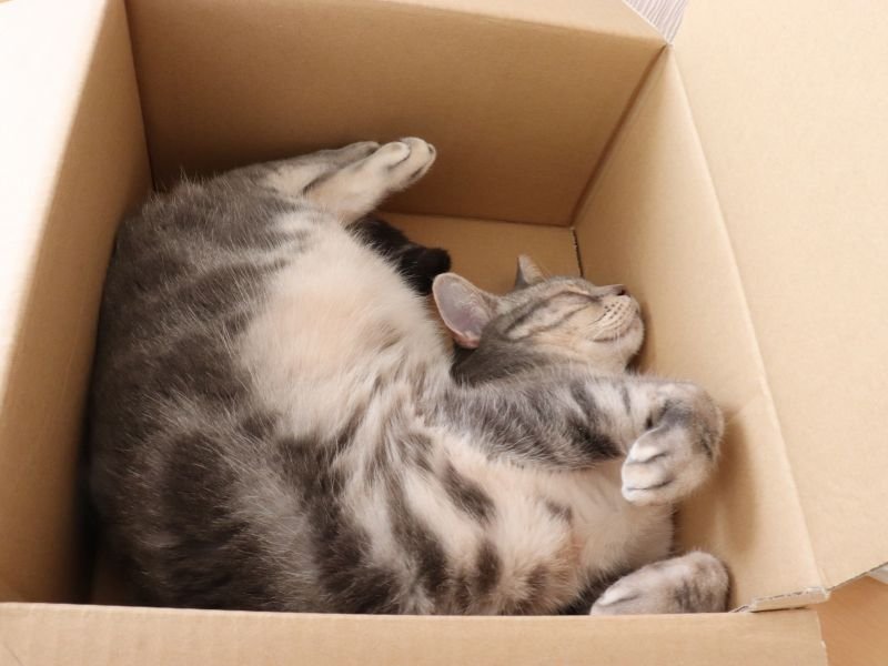 Cat Sitting Surrey A cat peacefully sleeping in a cardboard box while being cared for by a pet sitter in Surrey.