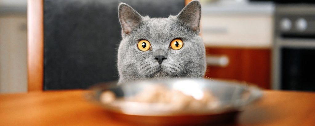 Cat Sitting Surrey A cat looking at a bowl of food in Surrey.