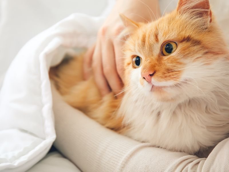 cat sitter weybridge
