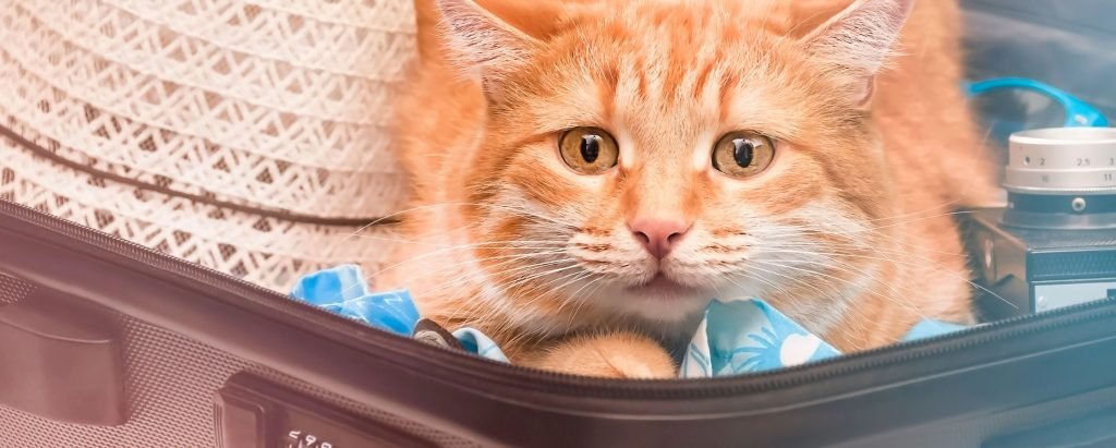 Surrey Cat Care A cat sitting in a suitcase.