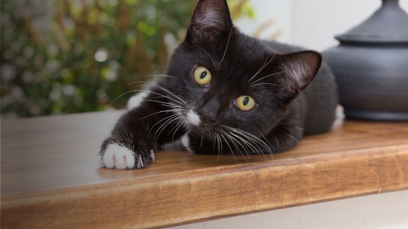 Cat Sitting Surrey A cat sitting on a wooden shelf.