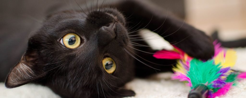 Cat Sitting Surrey A playful black cat being entertained by a colourful feather toy.