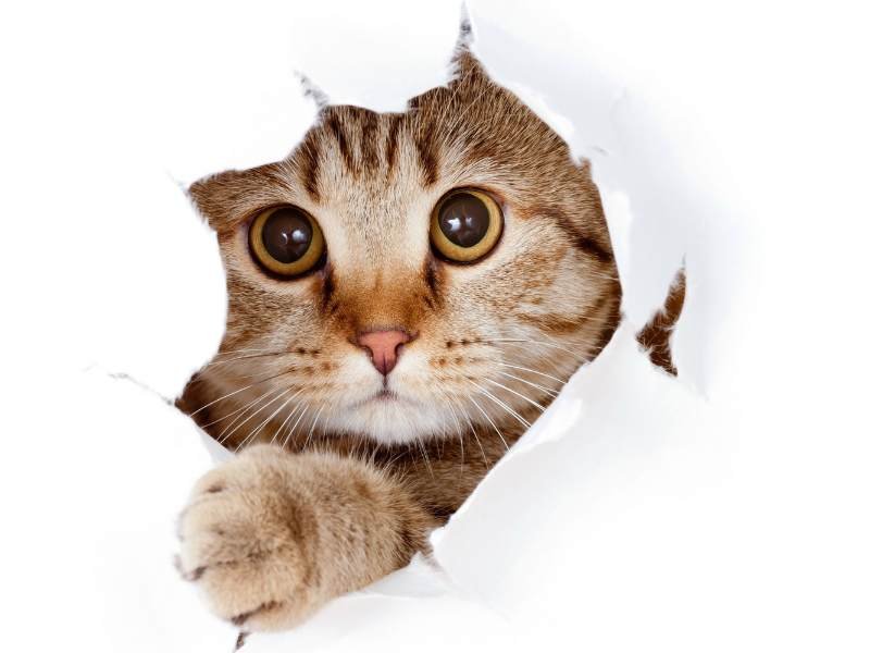 Cat Sitting Surrey A tabby cat peeking out of a hole in white paper, perfect for homeowners seeking a trusted house sitter in Surrey.