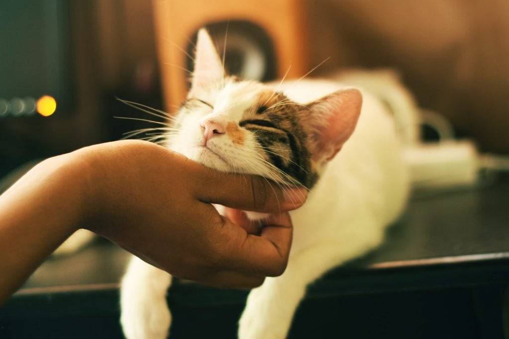 Why a DBS Checked Cat Sitter is a Must for Peace of Mind