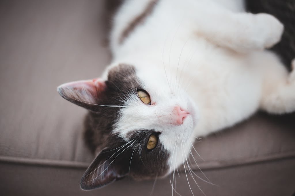 Cute cat lying on cozy sofa for cat care tips