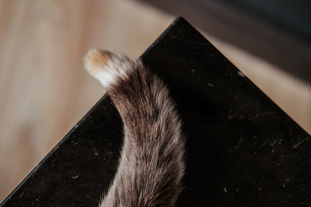 From above of fluffy cat tail of domestic cat on black marble table at home