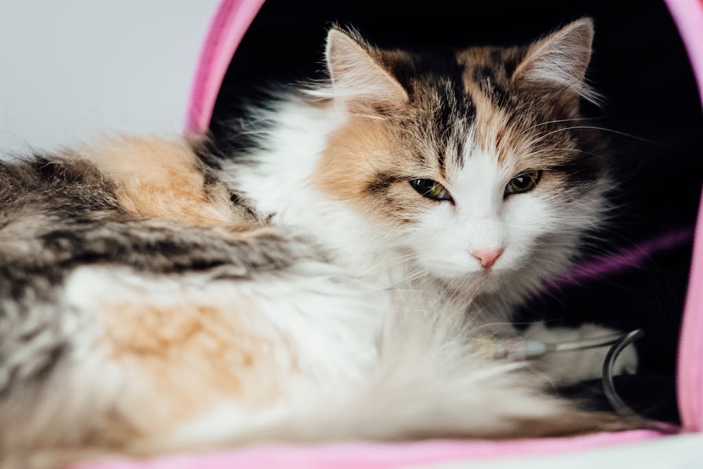 White Black and Brown Cat Lying on Pink and White Textile