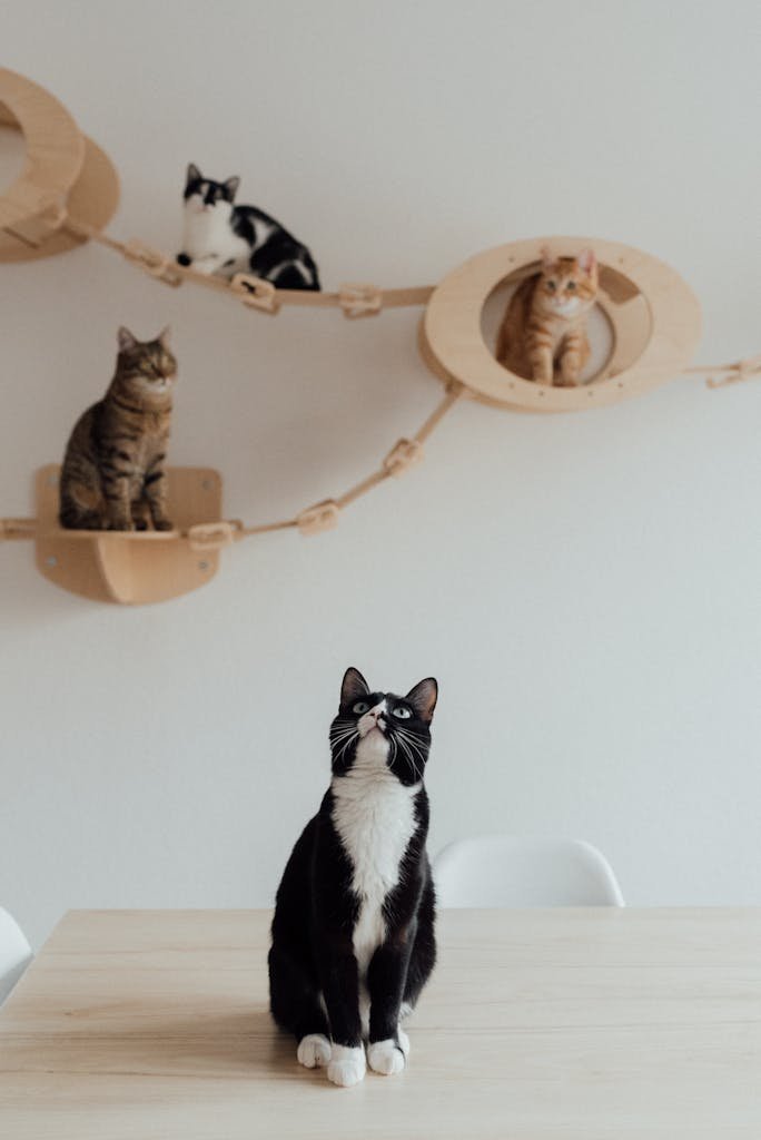 Four cats enjoying a creative wall playground in a cozy indoor setting.