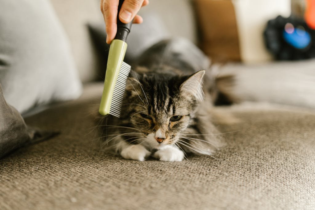 A relaxed cat enjoys grooming with a comb on a cozy indoor sofa to manage excessive shedding